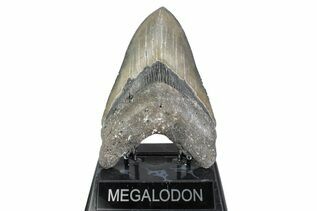 Fossil Shark Teeth For Sale