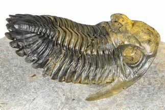 Flying Hollardops Trilobite With Gerastos - Multi-Toned Shell #384186
