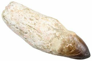 Fossil Rooted Mosasaur (Prognathodon currii) Tooth - Rare Type #384209