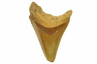 Serrated, Fossil Megalodon Tooth From Morocco - Rare Location #384266