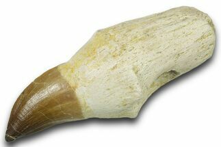 Fossil Rooted Mosasaur (Thalassotitan) Tooth - Morocco #384232