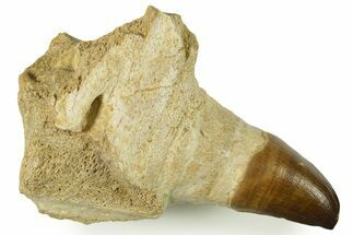 Fossil Mosasaur (Thalassotitan) Jaw Section with Tooth - Morocco #384247
