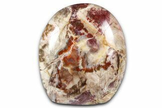Freestanding, Polished Petrified Wood - Madagascar #384349