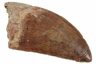 Serrated, Carcharodontosaurus Tooth - Real Dinosaur Tooth #384389