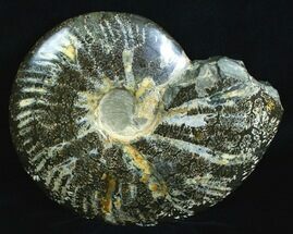 Polished Cleoniceras Ammonite - Madagascar #5814