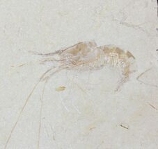 Cretaceous Aged Fossil Shrimp Carpopenaeus - Lebanon #20164