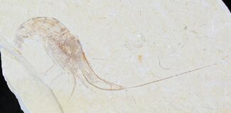 Detailed Fossil Shrimp Carpopenaeus - Lebanon #20167