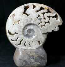 Large Polished Ammonite Fossil With Stone Base - Tall #20180