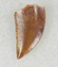 Small But Beautiful Raptor Tooth From Morocco - #20264