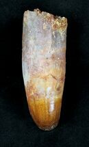 Rooted Cretaceous Crocodile Tooth - Morocco #20351