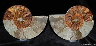 Inch Polished Ammonite With Crystal Pockets #379