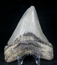 Megalodon Tooth - Calvert Cliffs, Maryland #20454