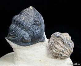 Metacanthina & Cyrtometopus Trilobite Association #3130