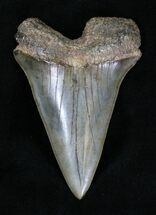 Very Large Fossil Mako Shark Tooth #20544