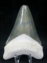 Beautiful Bone Valley Megalodon Tooth #20676