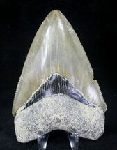 Large, Serrated, Bone Valley Megalodon Tooth #20675
