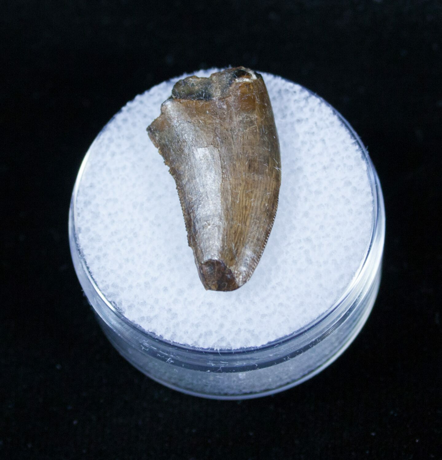 nanotyrannus tooth for sale