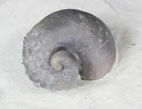 Silurial Gastropod (Platyostoma) - Waldron, Indiana #20719