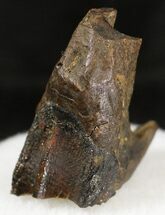 Triceratops Partially Rooted Tooth - Montana #20588