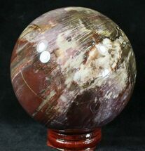 Petrified Wood Spheres For Sale - FossilEra.com