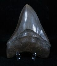 Inch Brown Georgia Megalodon Tooth #3209