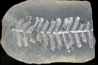 Million Year Old Fern Fossil - Illinois #21102