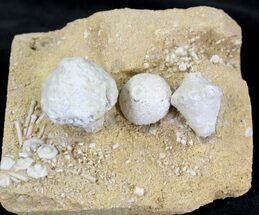 Azygocrinus, Macrocrinus, Uperocrinus Crinoids - Missouri #21112