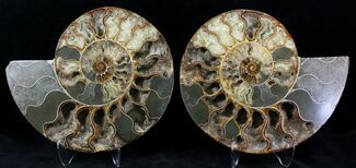Split Agatized Ammonite - Crystal Pockets #21209