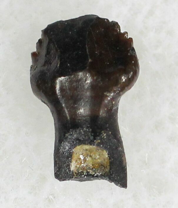 ankylosaurus teeth