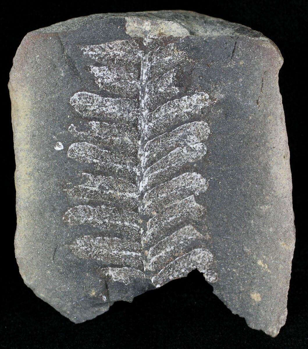 Illinois w/Free Display Stand 300 Million Yr Old Fern Fossil from Mazon Creek Fact Sheet & 2nd Fossil 