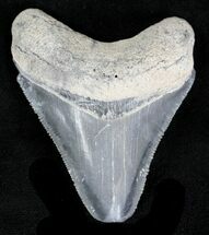 Serrated, Grey Bone Valley Megalodon Tooth #21553