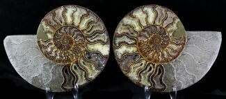 Large Split Agatized Ammonite Fossil #21587
