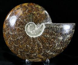 Large Polished Cleoniceras Ammonite Fossil #21639