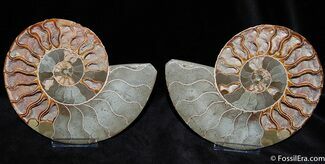 Spectacular Inch Split Ammonite Pair - XL #375