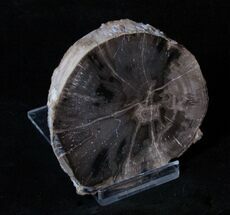 Inch Limb Slice From Mcdermitt, Oregon - Unpolished #3260