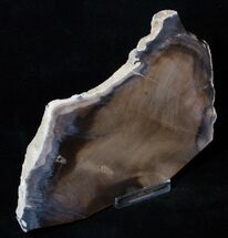 x Inch Petrified Wood Slab - Unpolished #3261