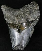 Pathalogical Megalodon Tooth - Venice, Florida #21680