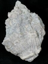 D Actinocrinites Crinoid Calynx - Indiana #21713