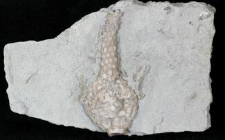 Macrocrinus Crinoid Calynx With Anal Tube - Indiana #21712