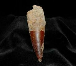 Huge Inch Spinosaurus Tooth - Great Preservation #303