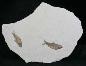 Two Knightia Alta Fossils On Large Plate - Wyoming #21928