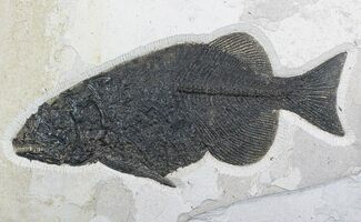 Large Phareodus Fossil Fish - Reduced Price #21929