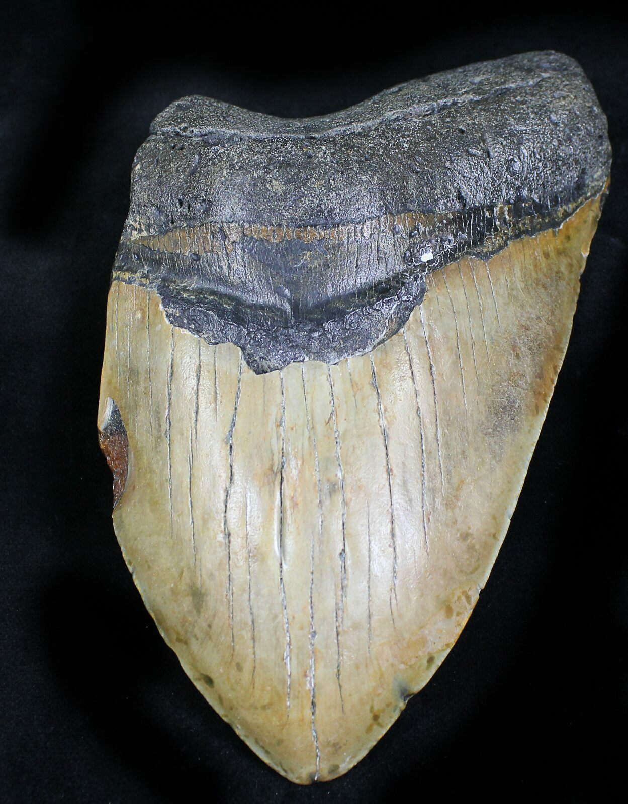 Partial 6.29" Megalodon Tooth - Monster Tooth! For Sale (#21943