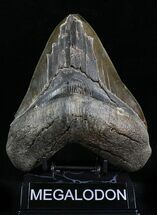 Beastly Megalodon Tooth - Great Serrations #21949