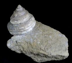 Huge Jurassic Aged Pleurotomaria Gastropod - England #22031