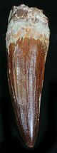 Top Quality Spinosaurus Tooth - Huge Tooth! #21989