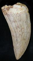 Carcharodontosaurus Tooth - Excellent Tooth #22026
