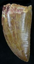 Excellent Carcharodontosaurus Tooth #22029