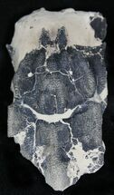 Fossil Lobster (Linuparis) - Eocene, London Clay #22086