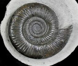 Wonderfully Prepared Dactylioceras In Concretion #22096